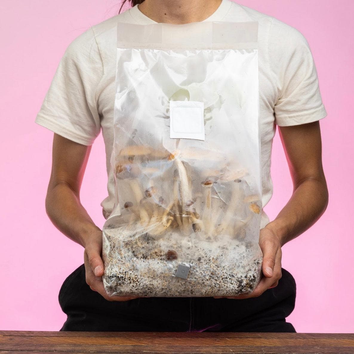 4-pack 'ShroomTek' + Spore Boostr All-in-One Mushroom Grow Bag - Image 7