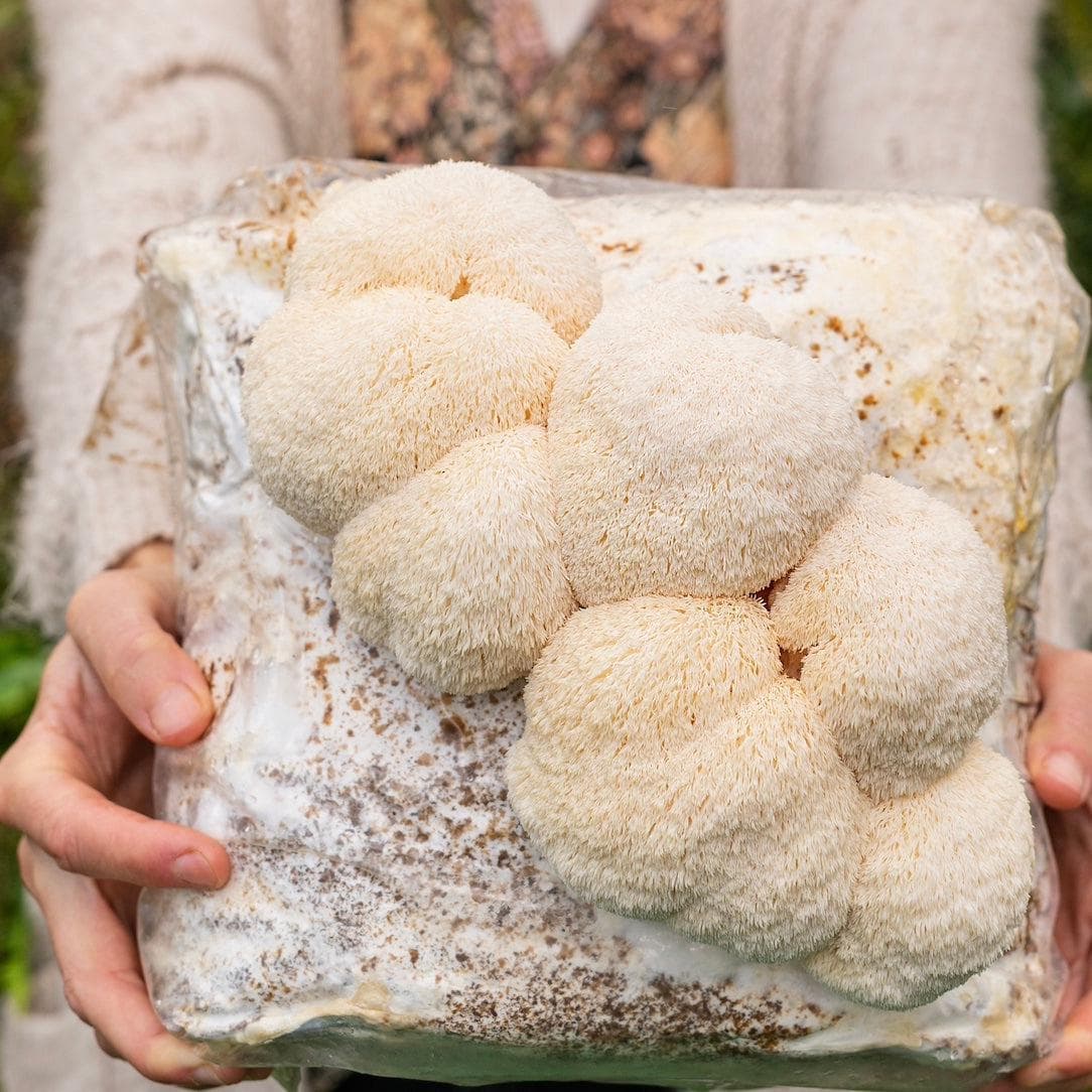 8-Pack 'Mastr Mix' Sterile Soyhull & Hardwood Mushroom Substrate - Image 4