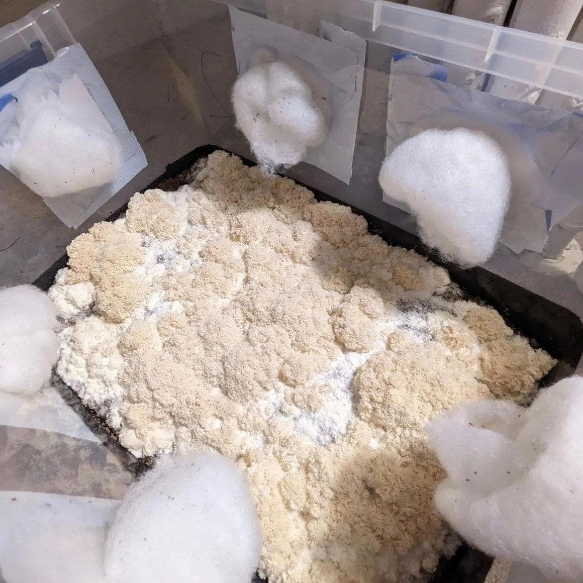 8-Pack ‘Wood Lovr’ Organic Hardwood-Based Sterile Mushroom Substrate - Image 4