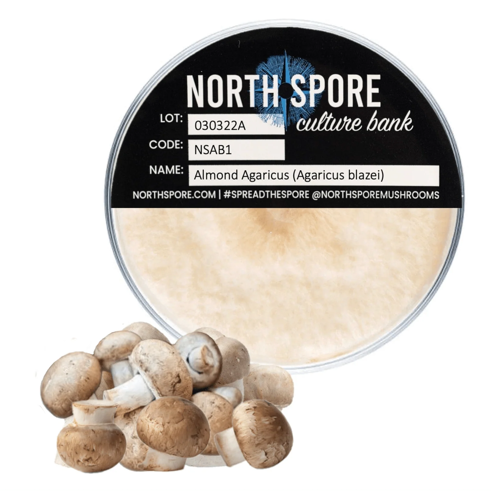 Agaricus Mushroom Plate Culture - Image 2