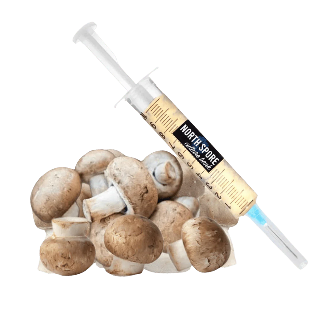 Organic Almond Agaricus Mushroom Liquid Culture Syringe