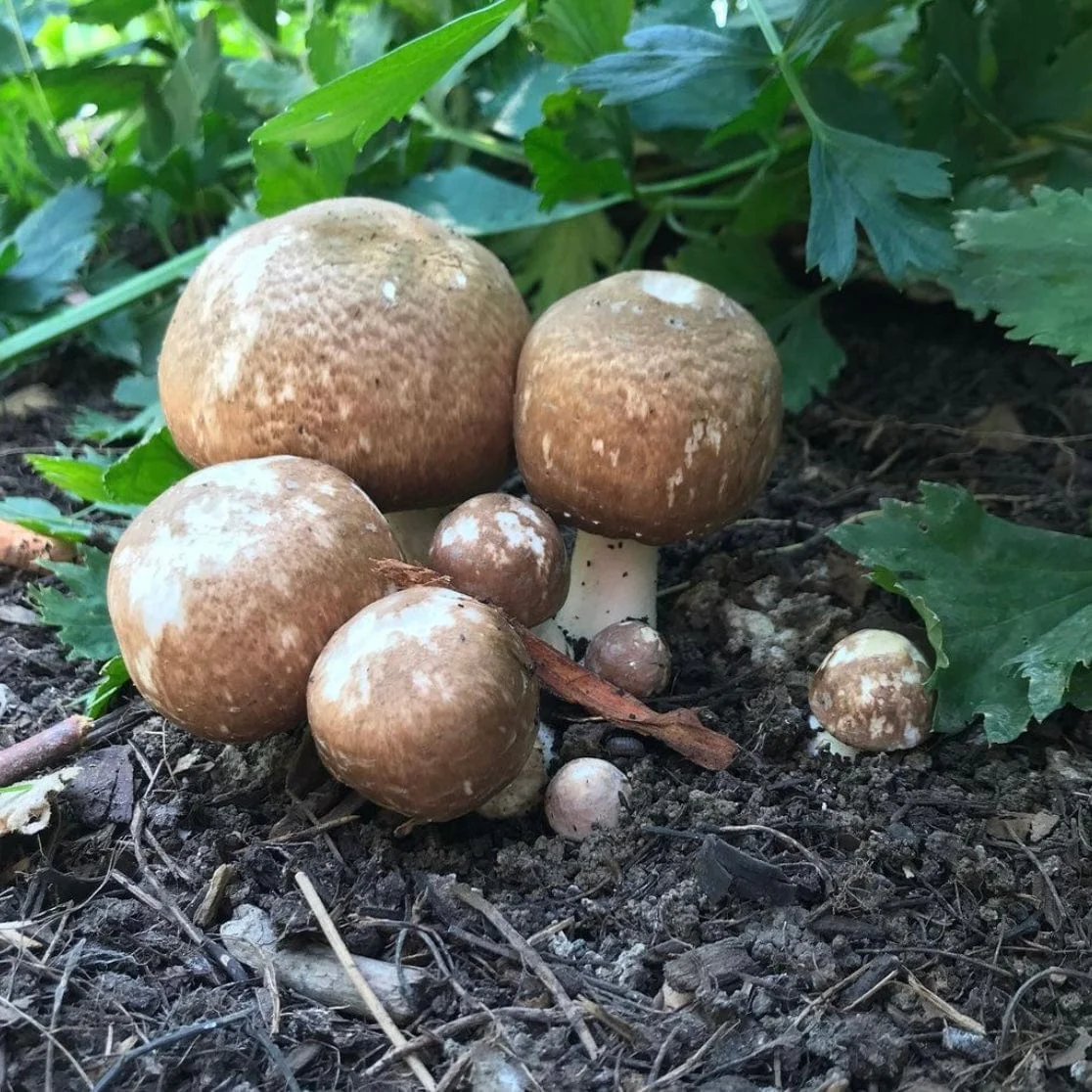 Organic Almond Agaricus Mushroom Liquid Culture Syringe - Image 2