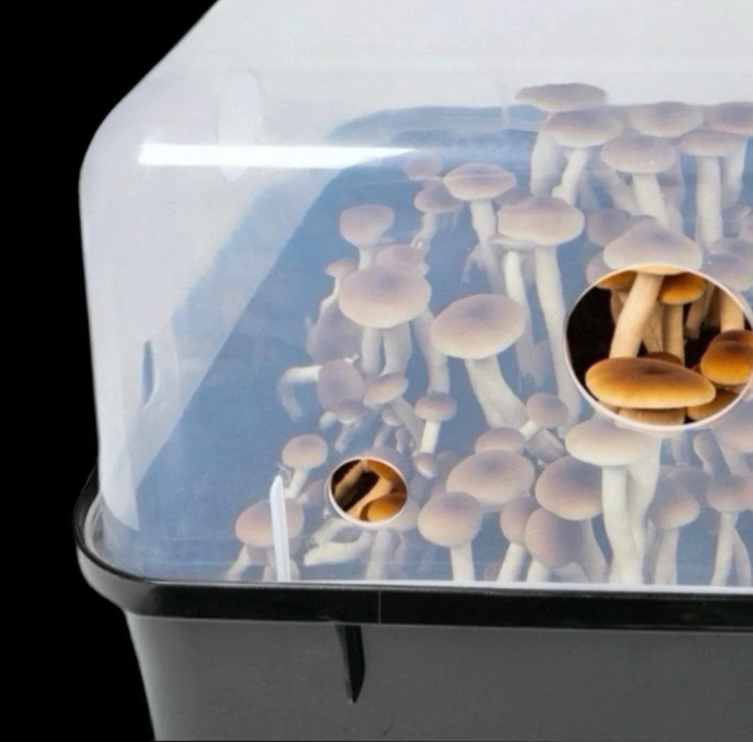 Automated 'Boomr Bin' Wood-Loving Monotub Mushroom Grow Kit - Image 5