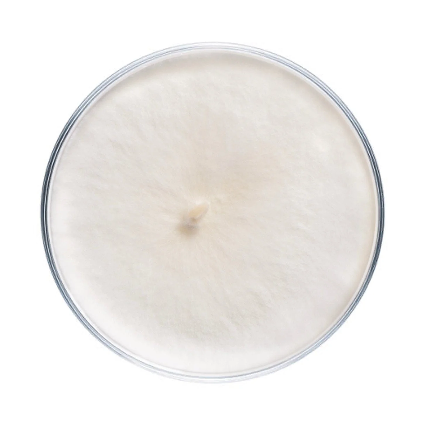 Beech Mushroom Plate Culture - Image 4