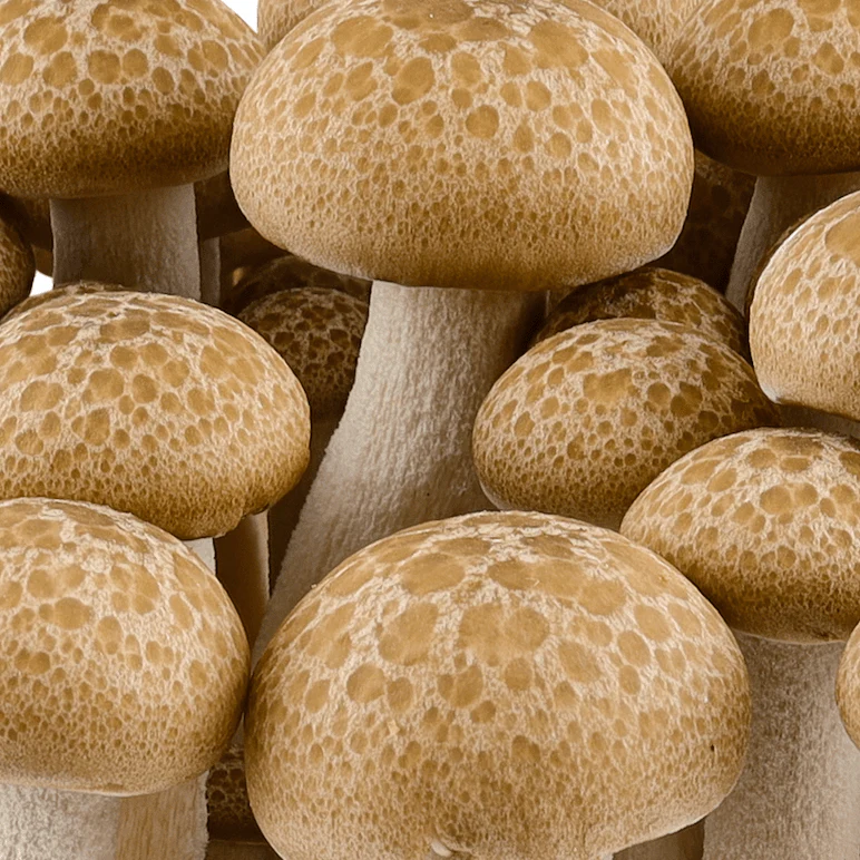 Organic Beech Mushroom Grain Spawn - Image 4