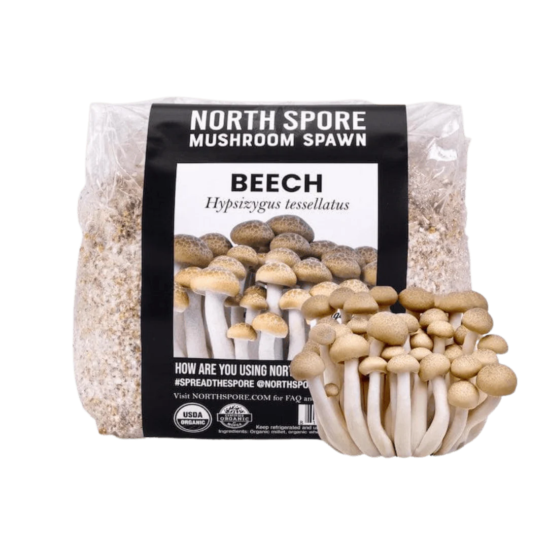 Organic Beech Mushroom Grain Spawn - Image 7