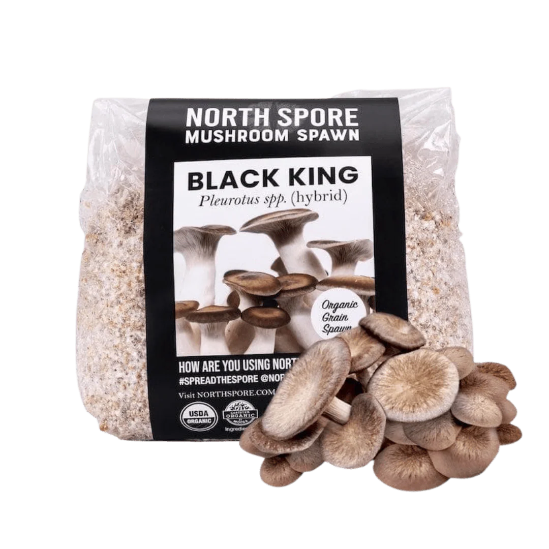 Organic Black King Mushroom Grain Spawn