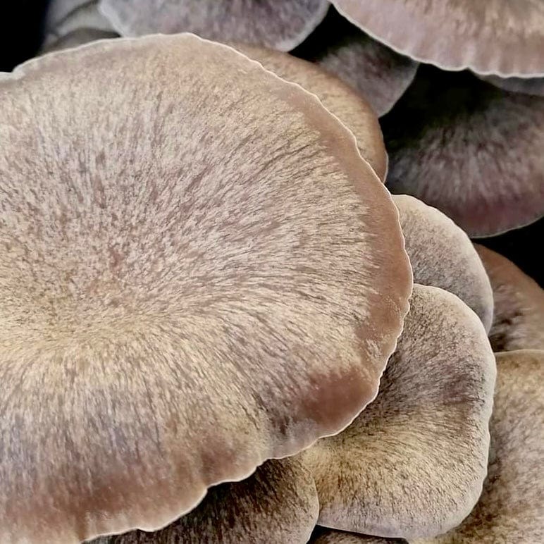 Organic Black King Mushroom Grain Spawn - Image 4