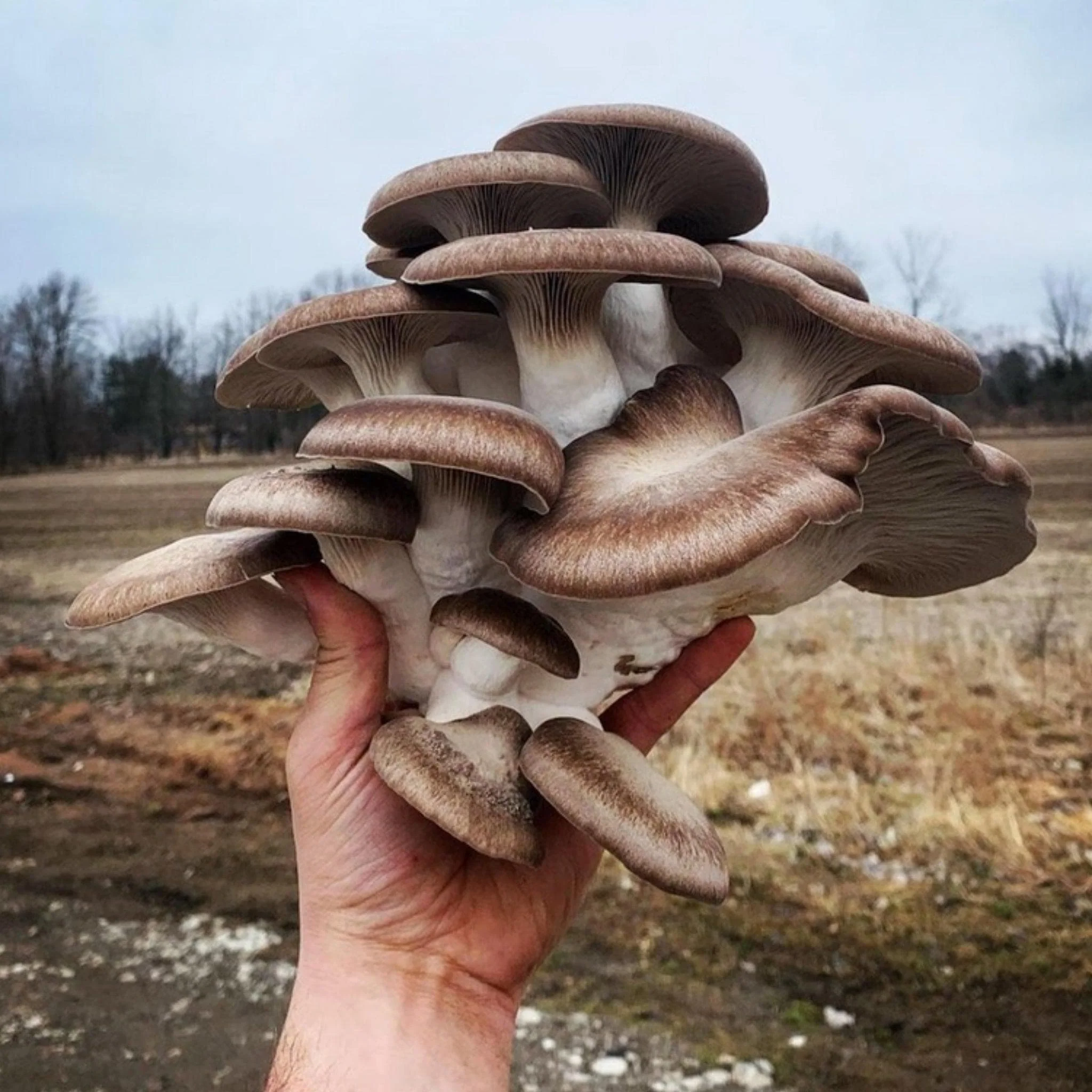 Organic Black King Mushroom Grain Spawn - Image 5