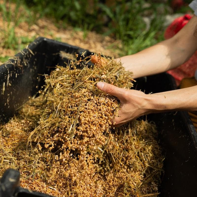 Organic Black King Mushroom Grain Spawn - Image 6
