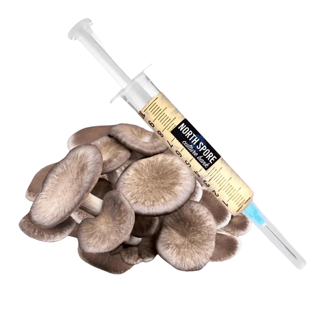 Organic Black King Mushroom Liquid Culture Syringe