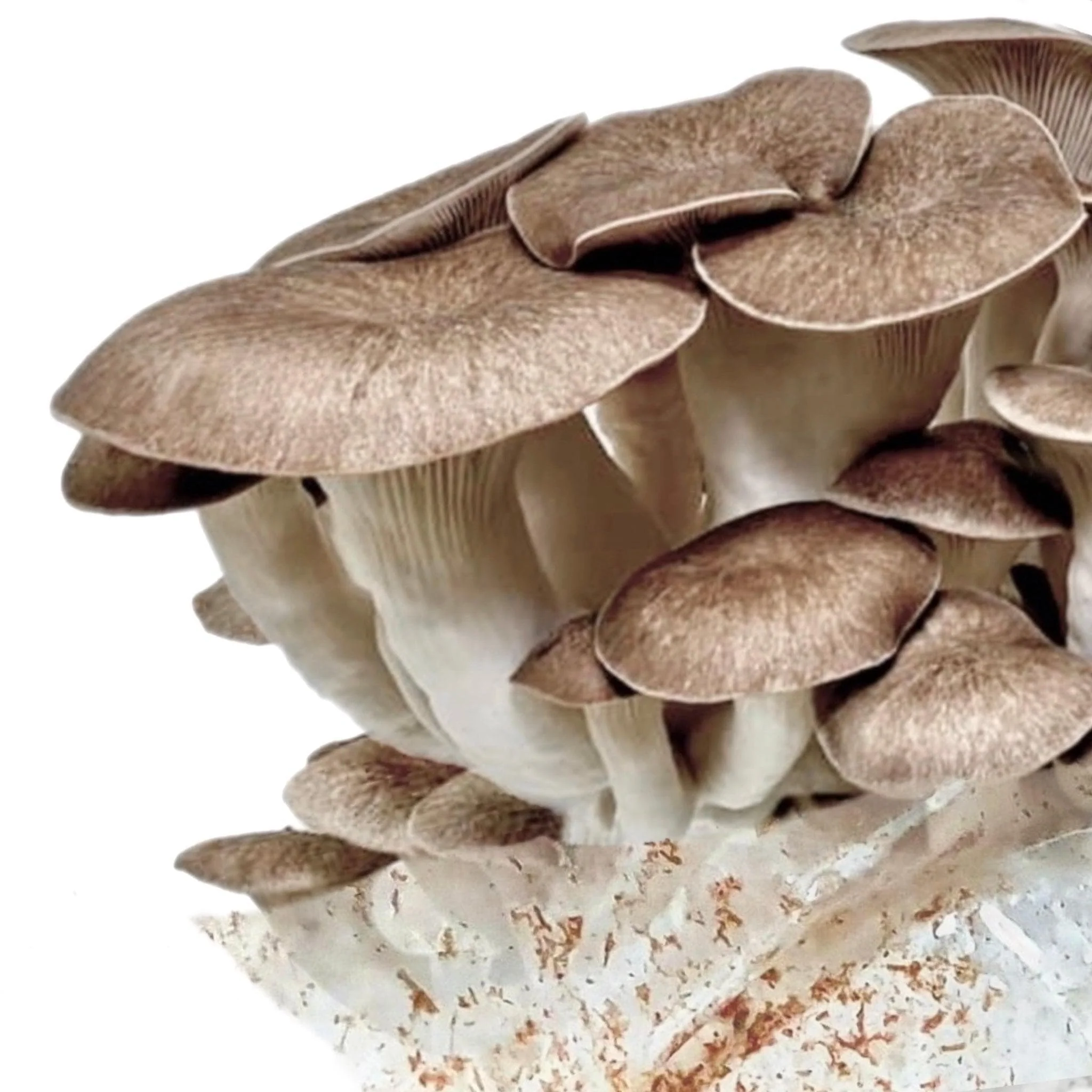 Organic Black King Mushroom Grow Kit Fruiting Block - Image 4