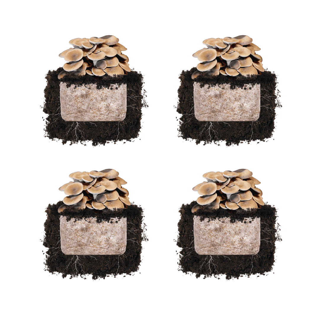 Black King Oyster 'Plant & Grow' Mushroom Starter Block - Image 4