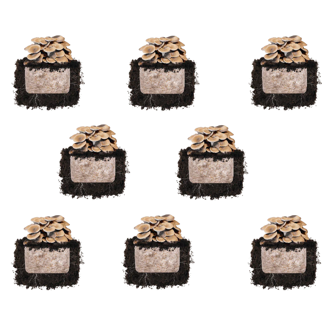Black King Oyster 'Plant & Grow' Mushroom Starter Block - Image 5