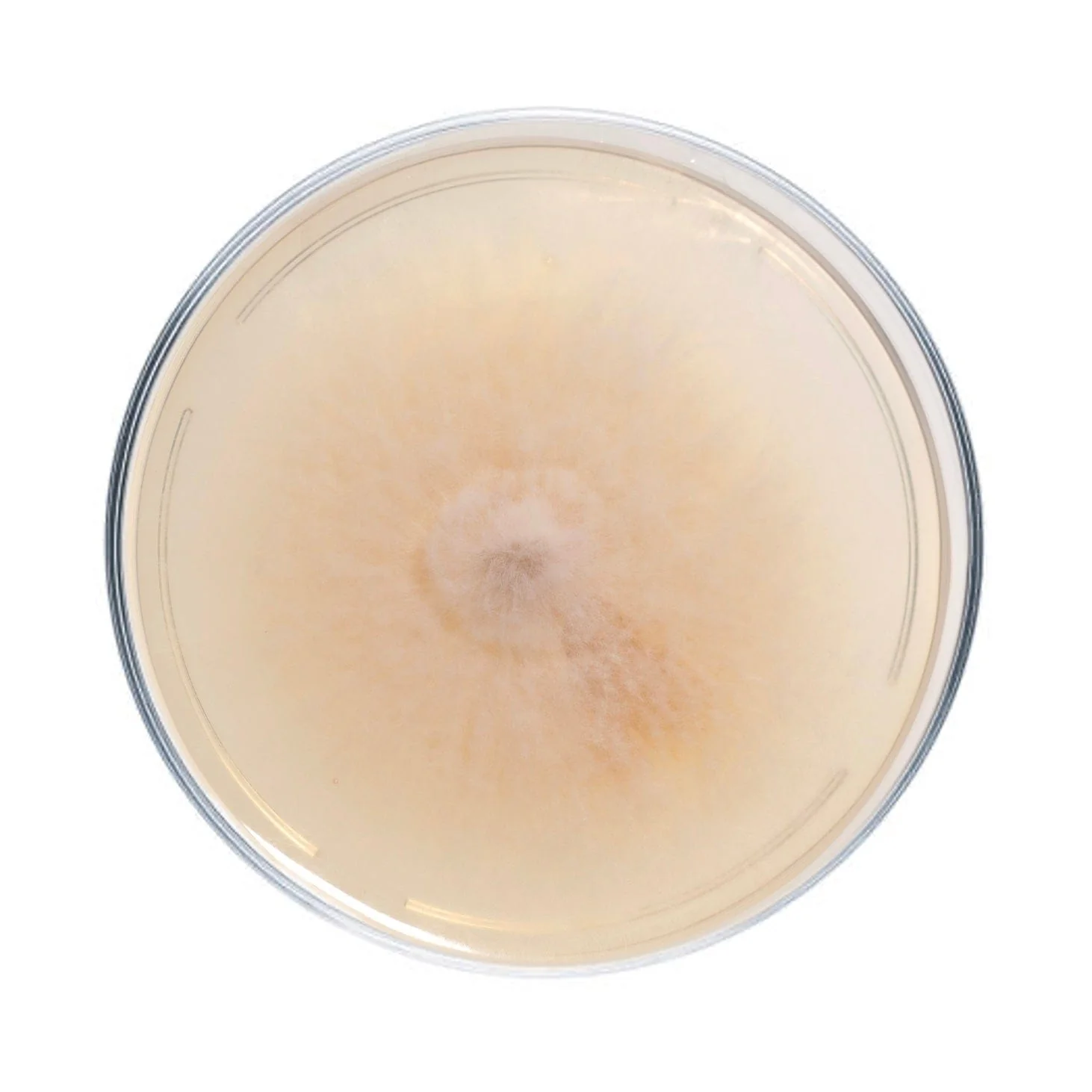Blewit Mushroom Plate Culture - Image 4