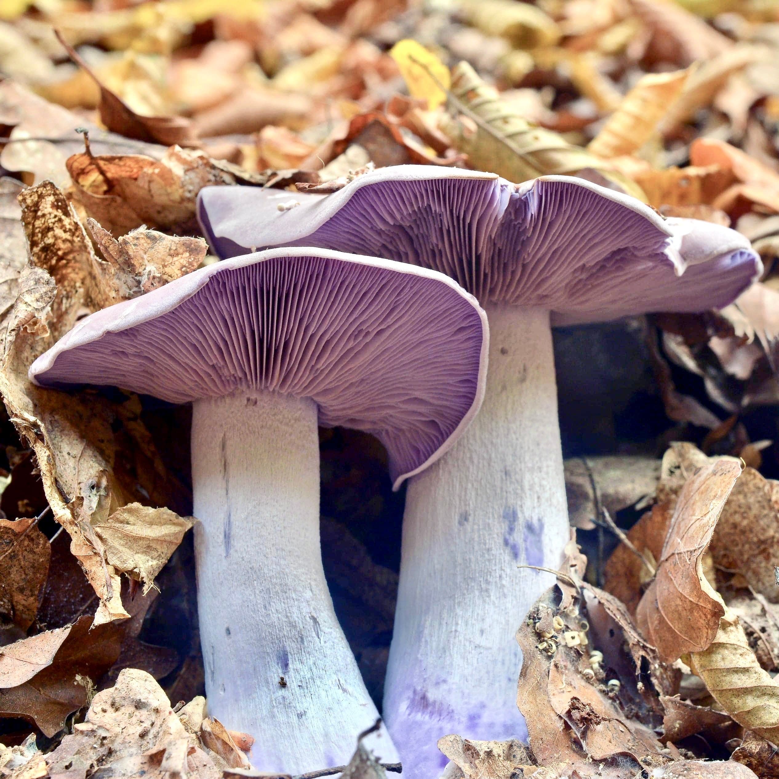 Organic Blewit Mushroom Liquid Culture Syringe - Image 2
