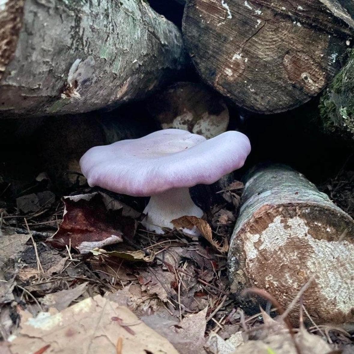 Organic Blewit Mushroom Sawdust Spawn - Image 2