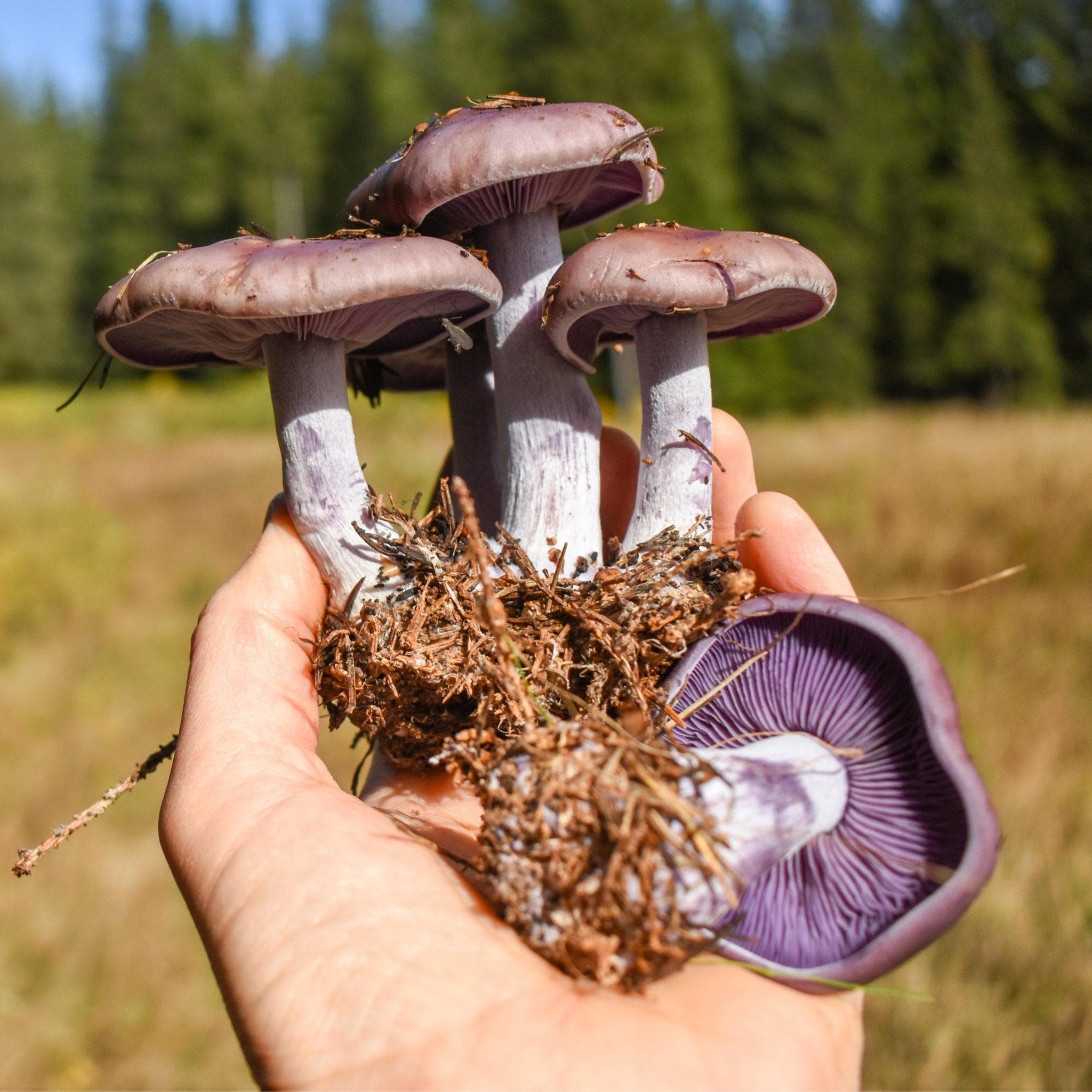 Organic Blewit Mushroom Sawdust Spawn - Image 3