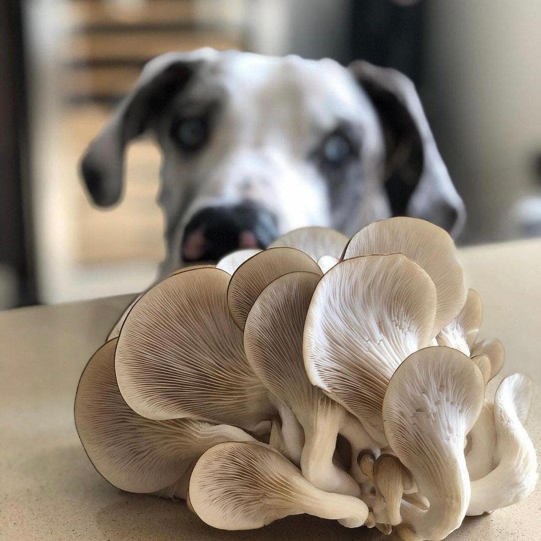 'The BlocksBox' Organic Mushroom Grow Kit Subscription - Image 2