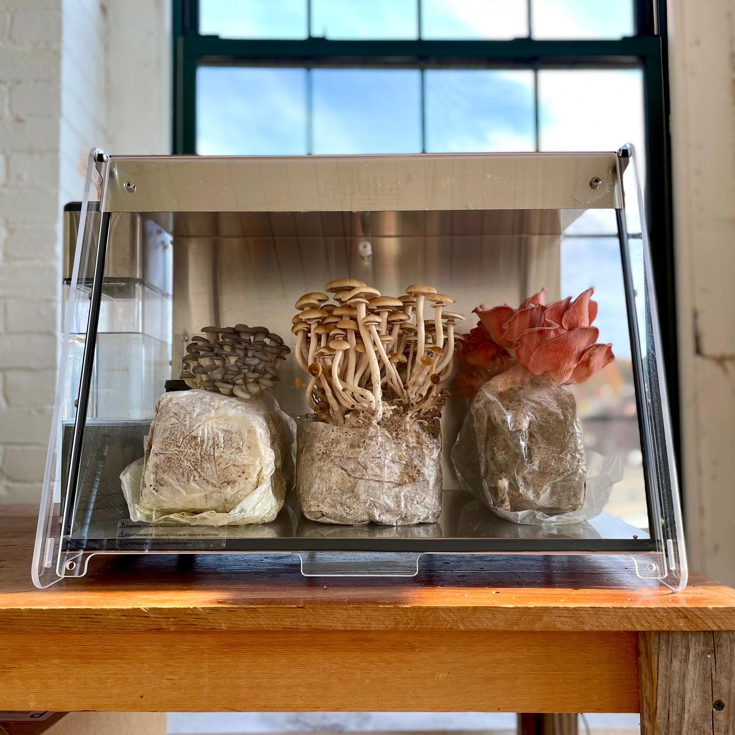 'The BlocksBox' Organic Mushroom Grow Kit Subscription - Image 3
