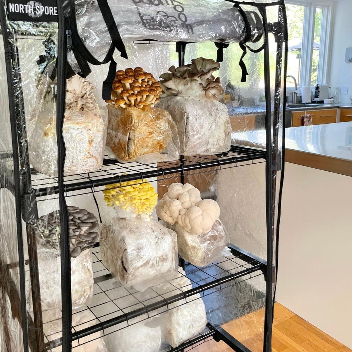 'The BlocksBox' Organic Mushroom Grow Kit Subscription - Image 4