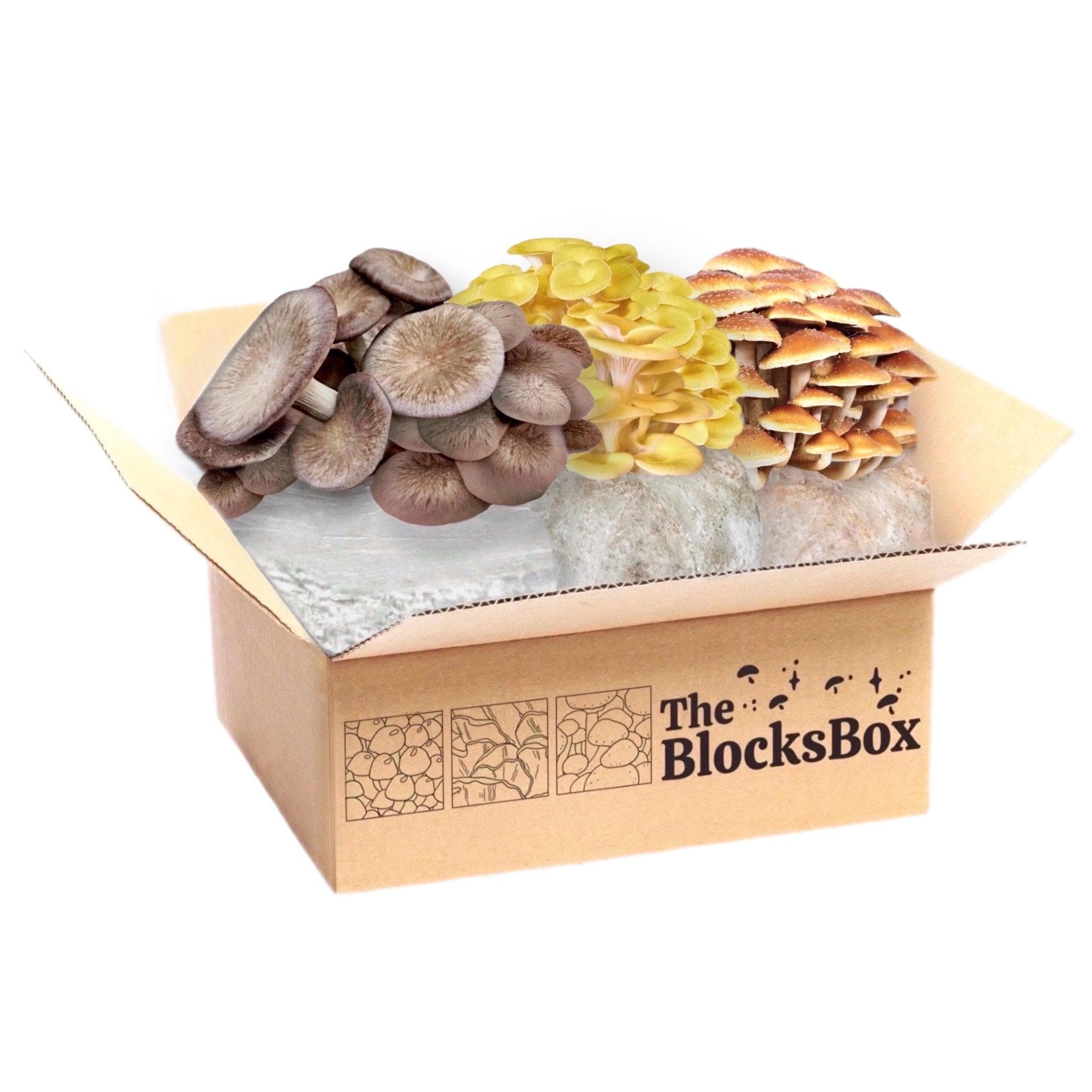 'The BlocksBox' Organic Mushroom Grow Kit Subscription - Image 5