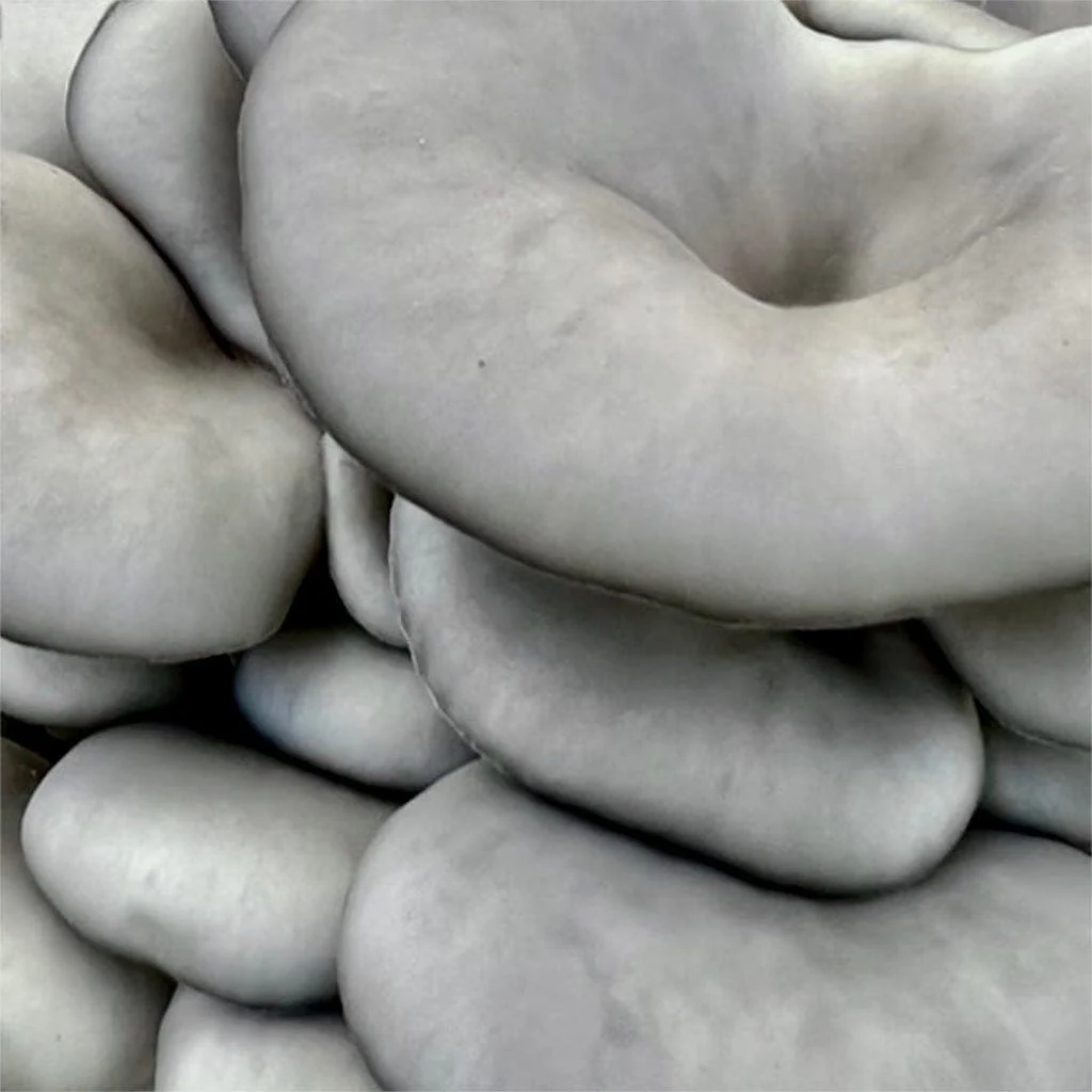 Organic Blue Oyster Mushroom Fruiting Block - Image 2