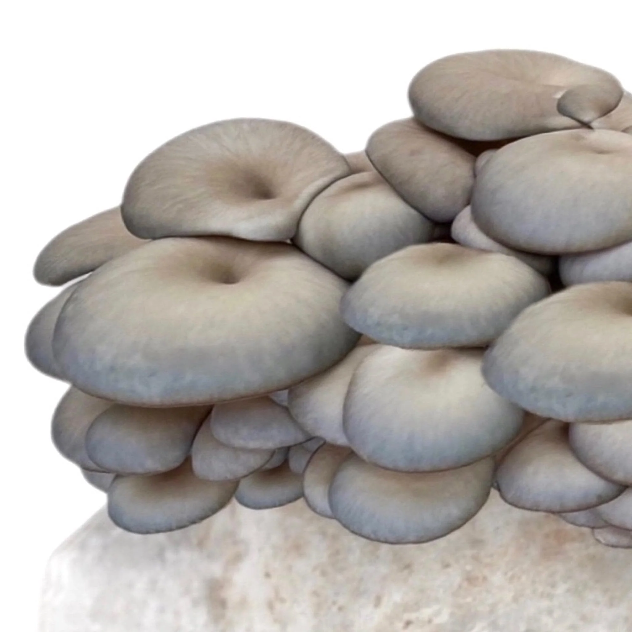 Organic Blue Oyster Mushroom Fruiting Block - Image 4