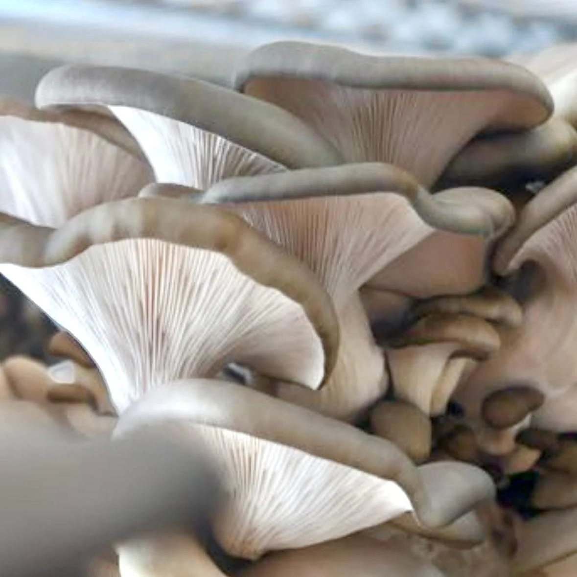 Organic Blue Oyster Mushroom Grain Spawn - Image 4