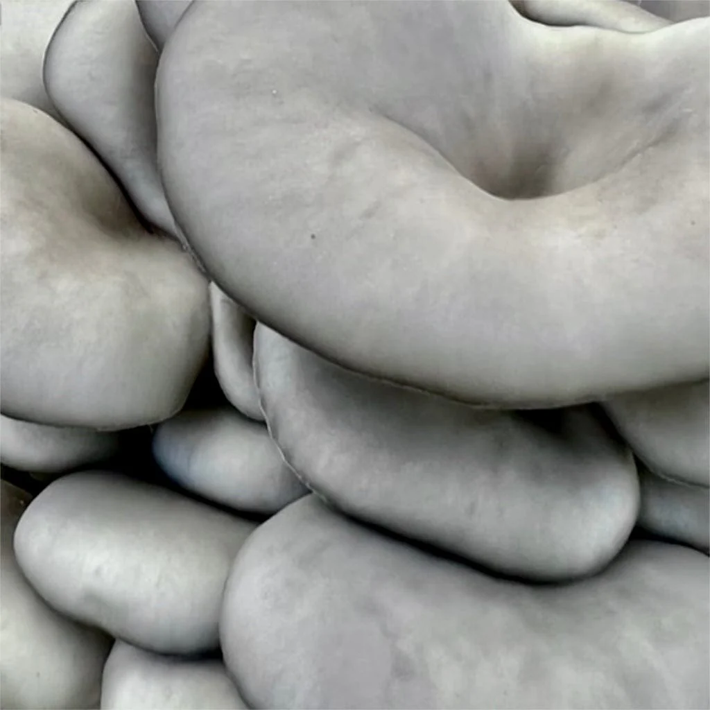 Organic Blue Oyster Mushroom Grain Spawn - Image 5