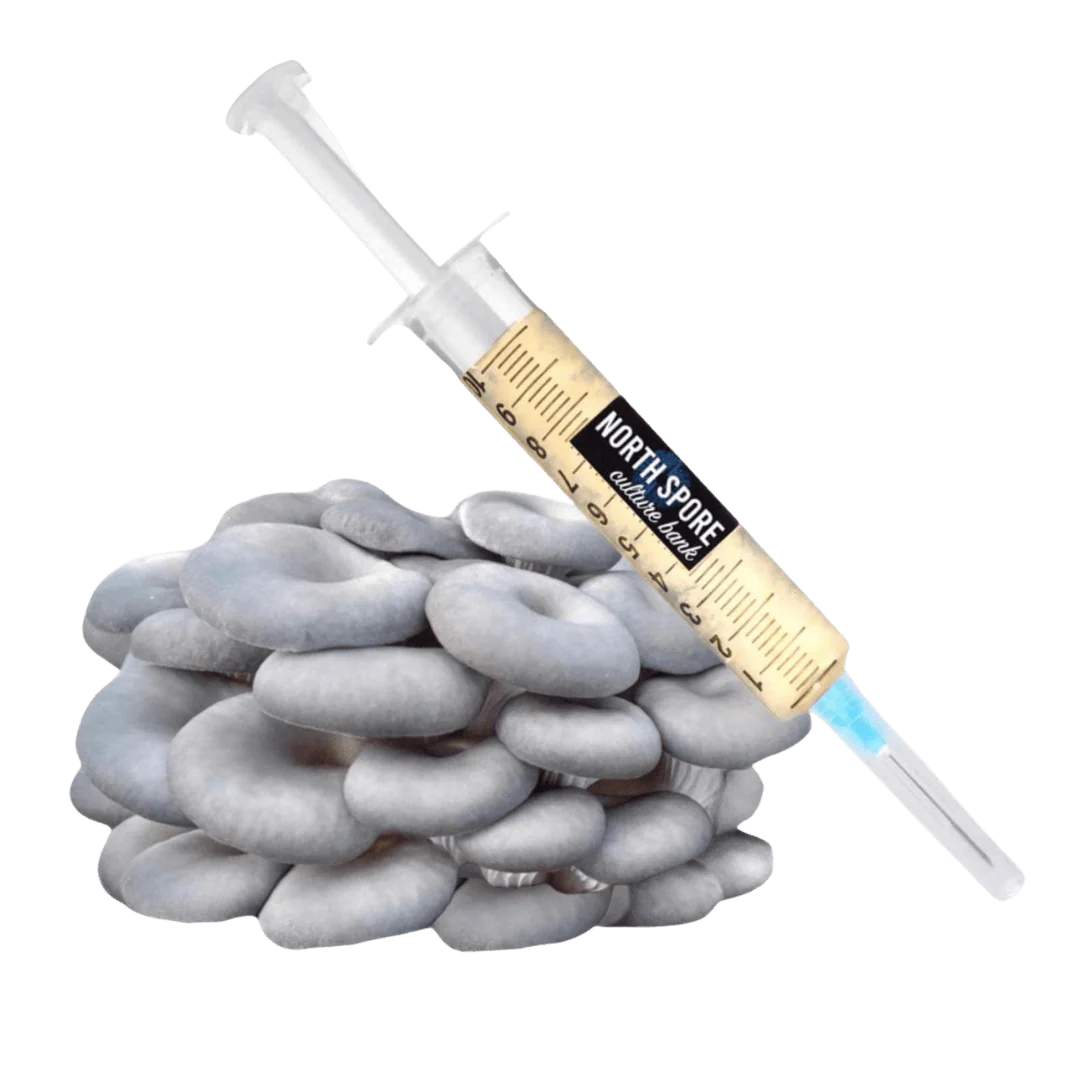Organic Blue Oyster Mushroom Liquid Culture Syringe