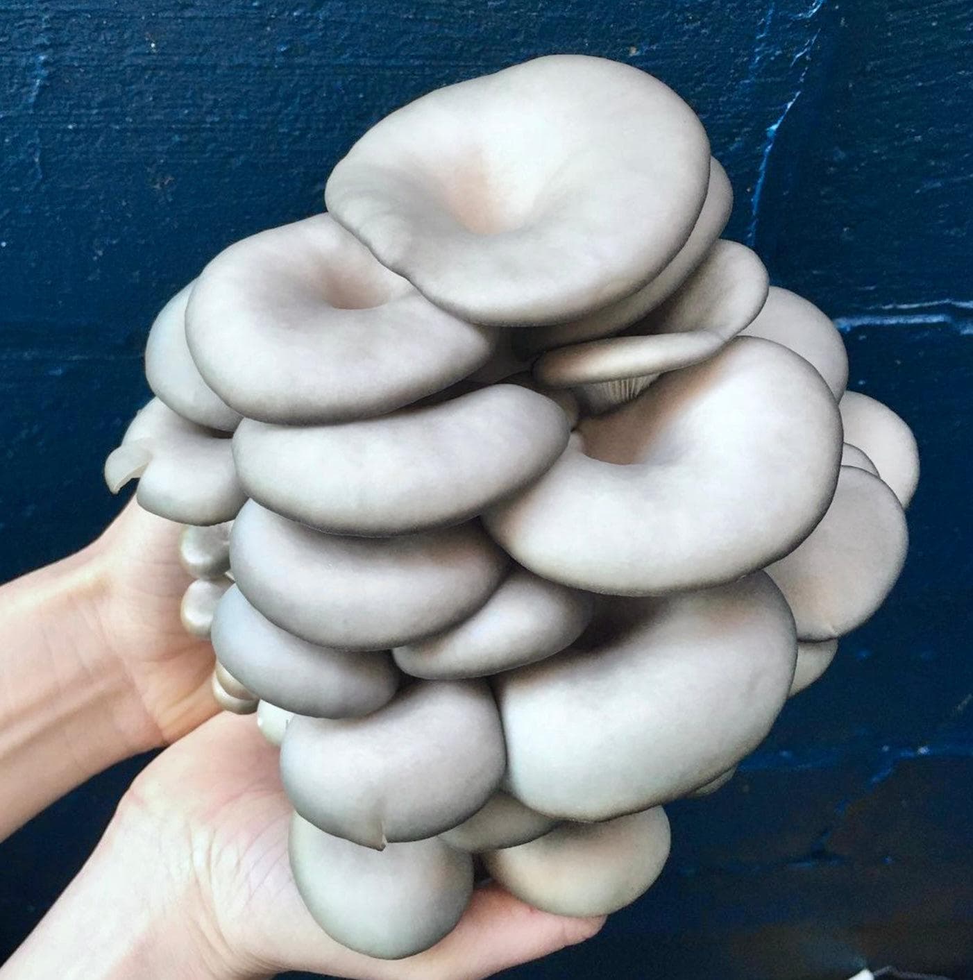 Organic Blue Oyster Mushroom Liquid Culture Syringe - Image 2