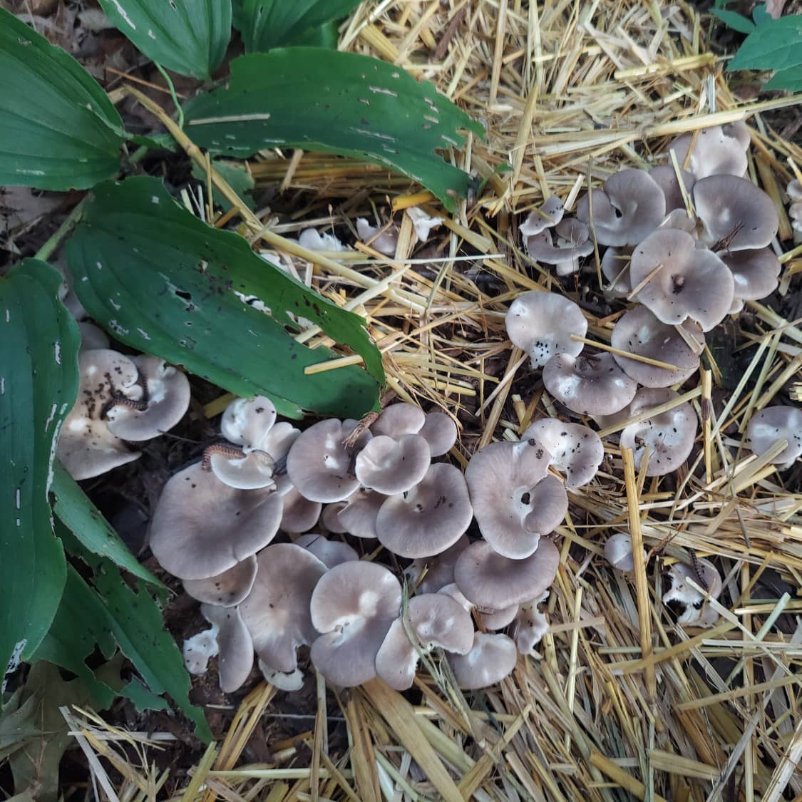 Blue Oyster Mushroom Garden Bed Kit - Image 2