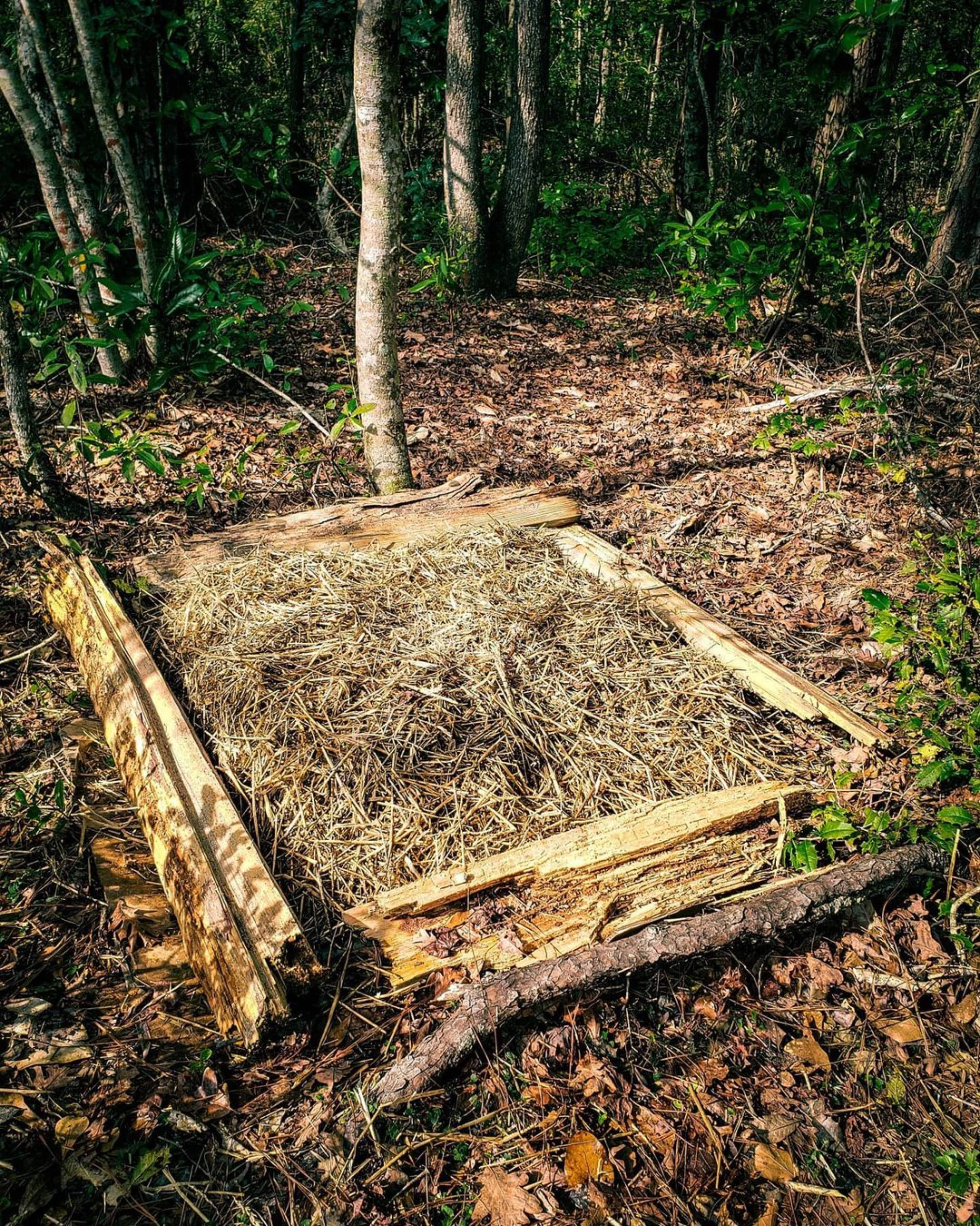 Snow Oyster Mushroom Garden Bed Kit - Image 3