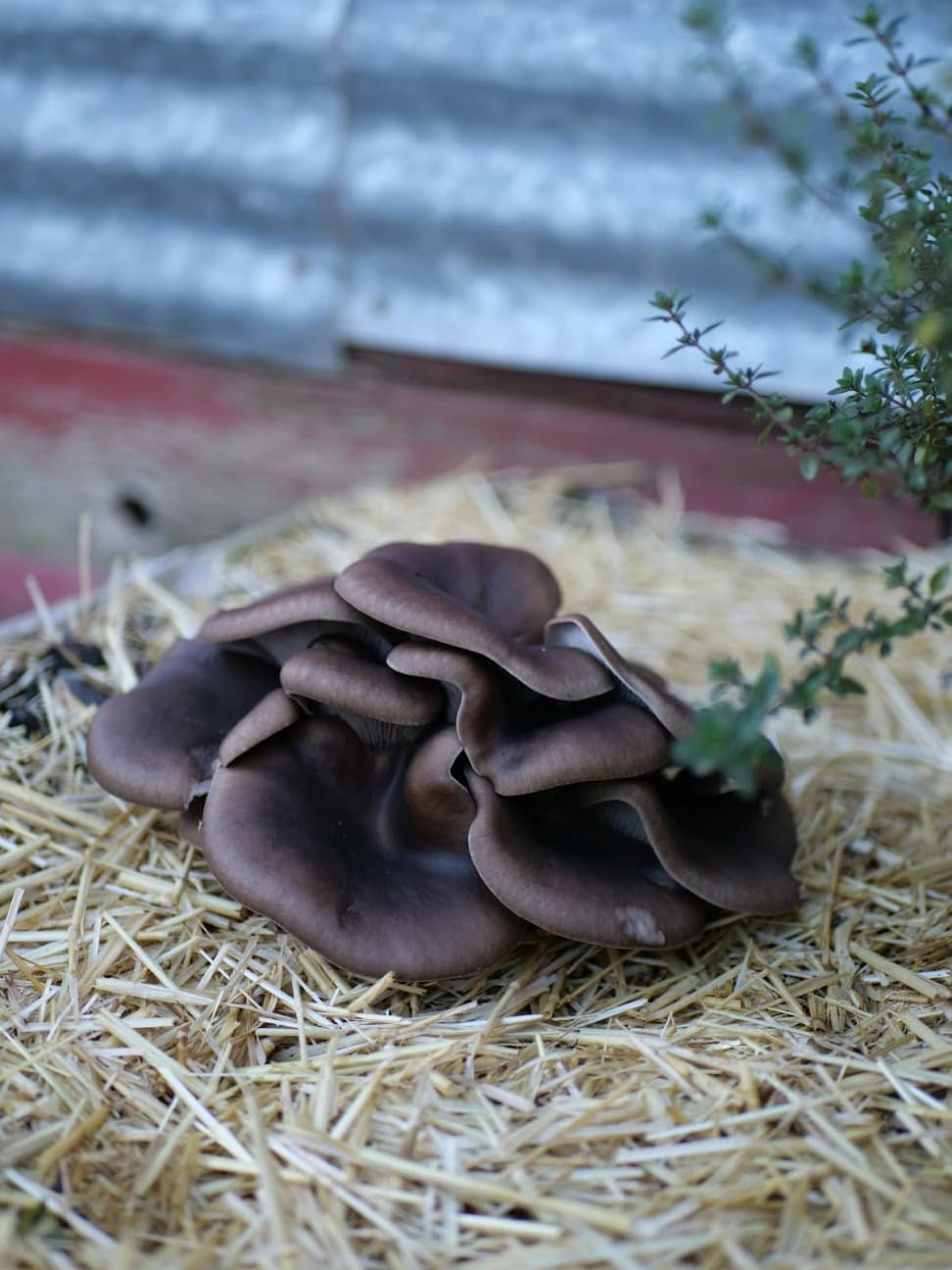 Blue Oyster Mushroom Garden Bed Kit - Image 6