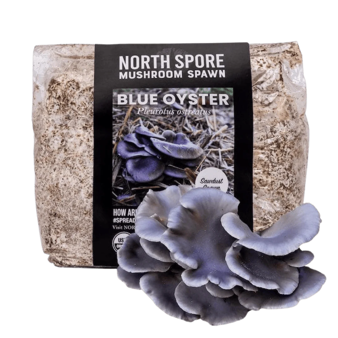 Organic Blue Oyster Mushroom Sawdust Spawn