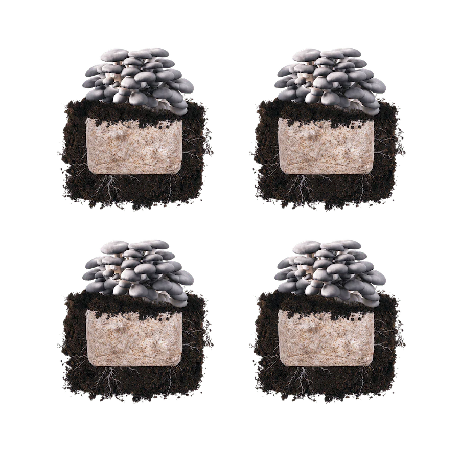 Blue Oyster 'Plant & Grow' Mushroom Starter Block - Image 4