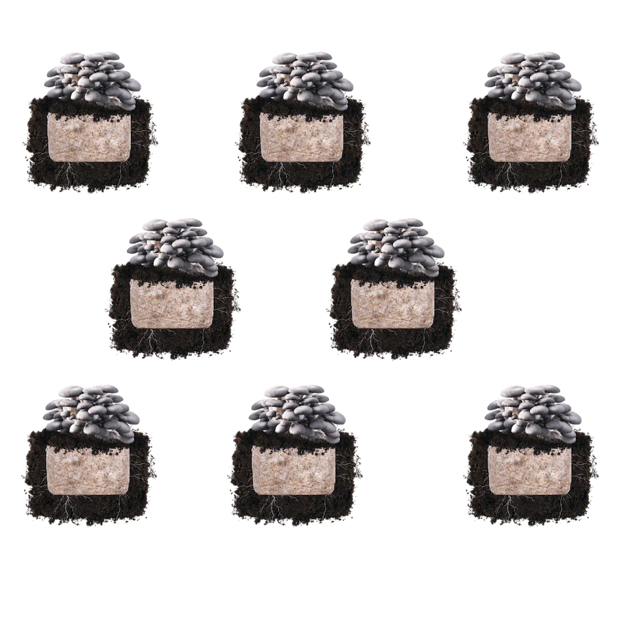 Blue Oyster 'Plant & Grow' Mushroom Starter Block - Image 5