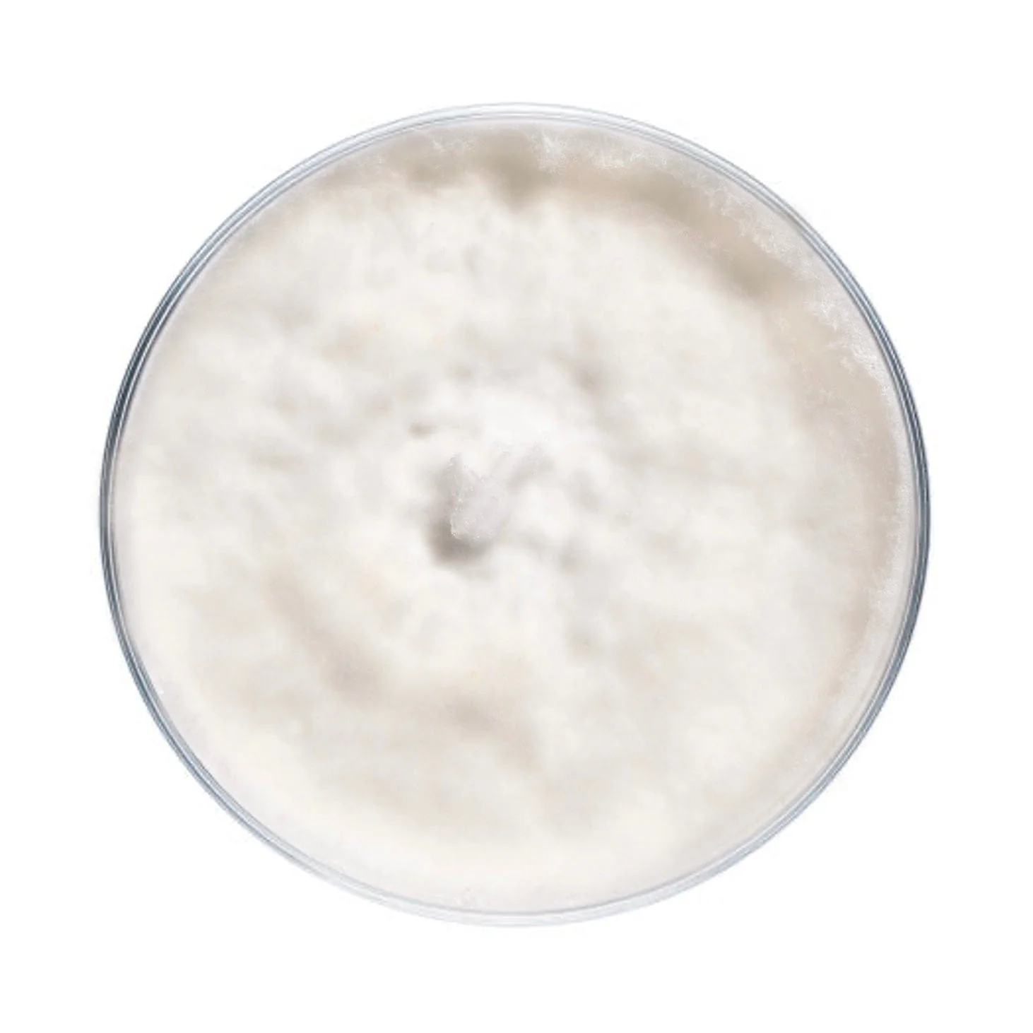 Blue Oyster Mushroom Plate Culture - Image 6