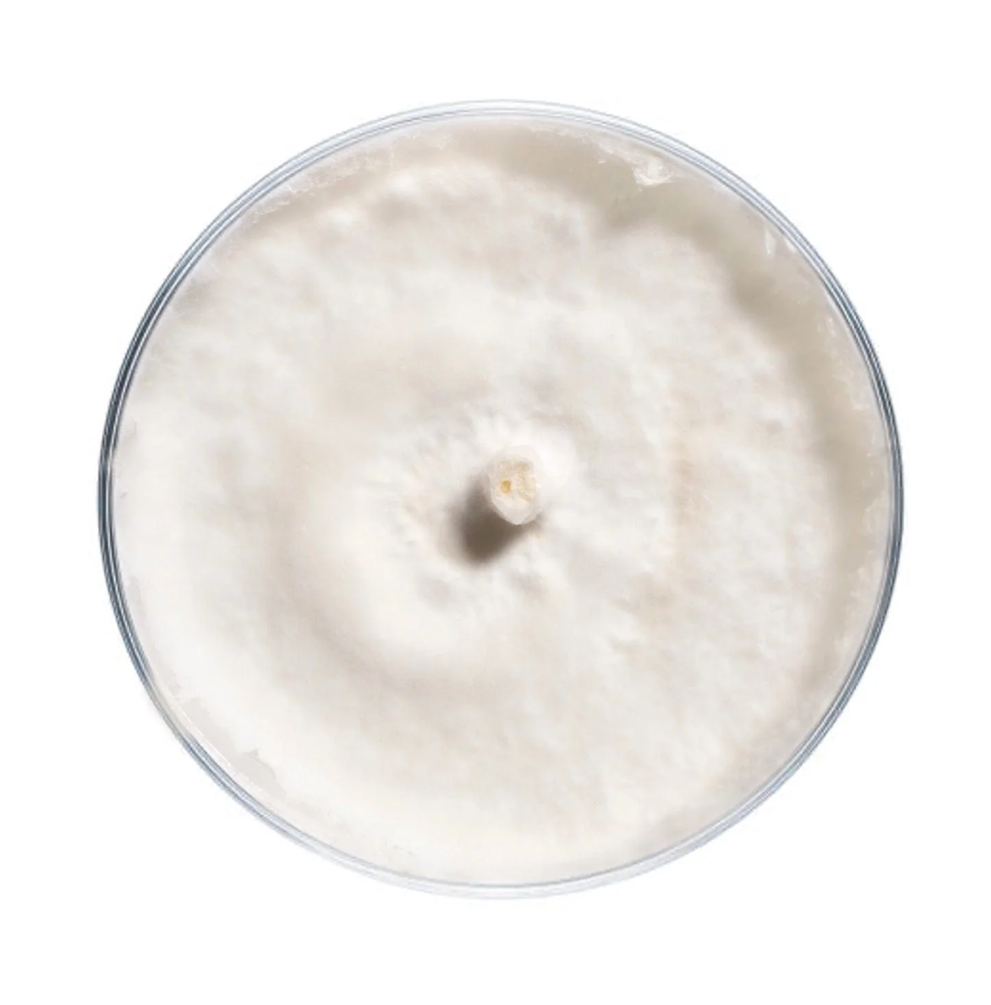 Blue Oyster Mushroom Plate Culture - Image 8