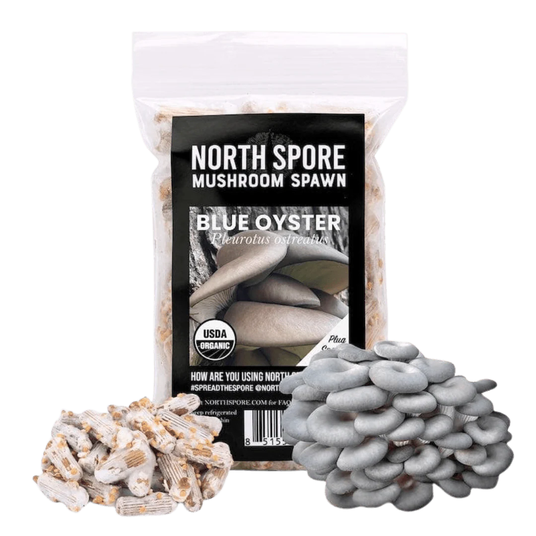 Organic Blue Oyster Mushroom Plug Spawn