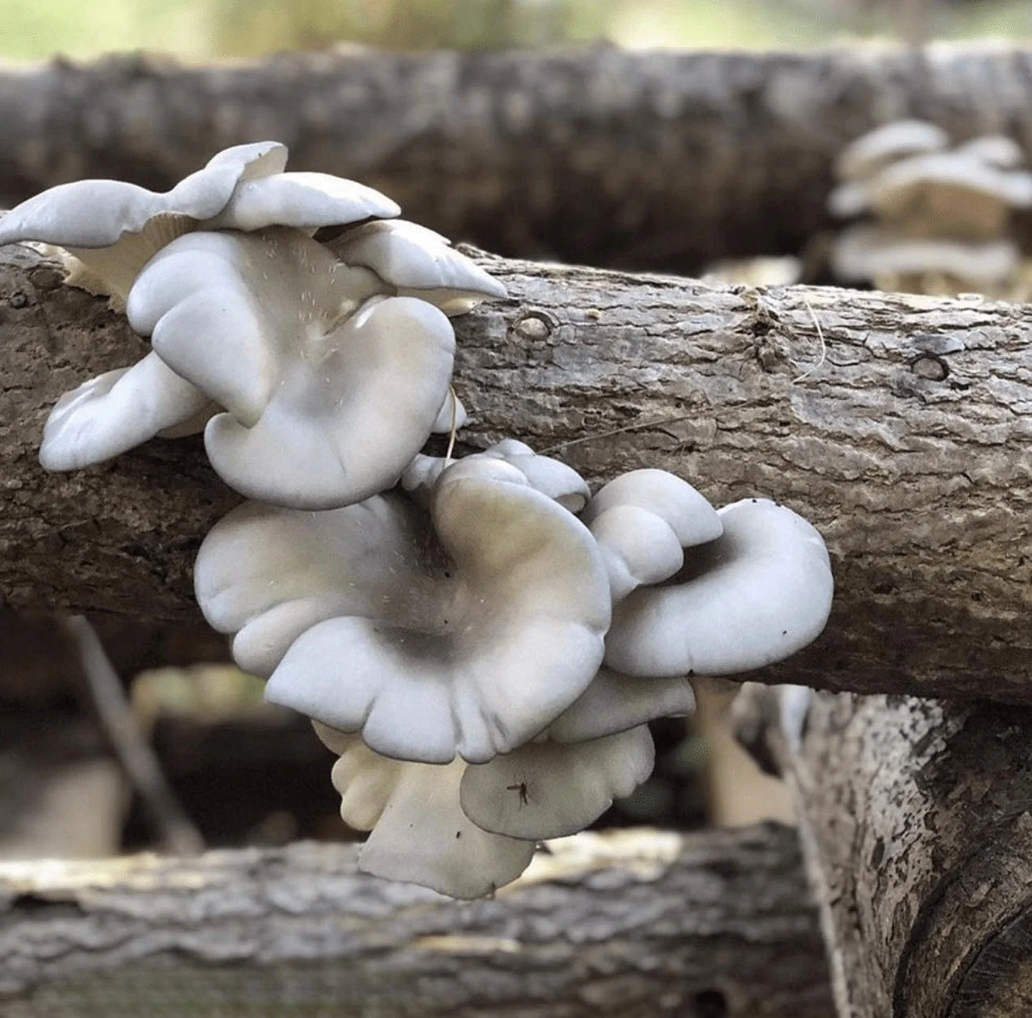 Organic Blue Oyster Mushroom Plug Spawn - Image 3