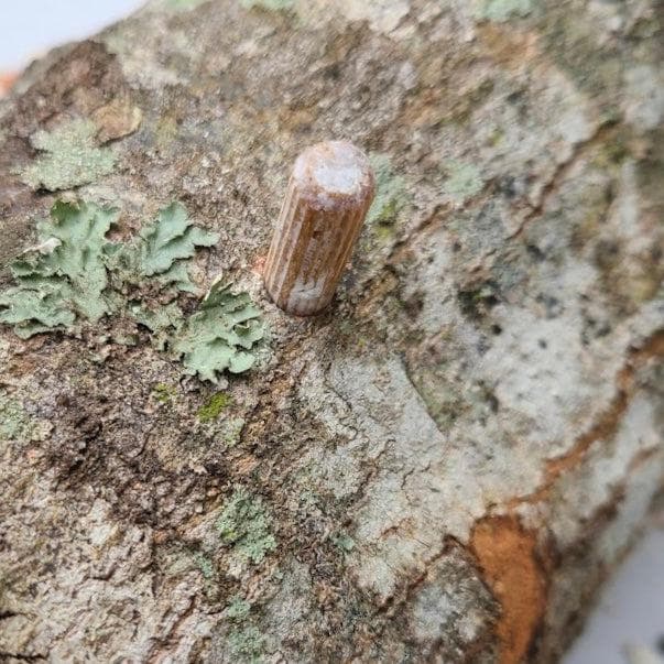 Organic Blue Oyster Mushroom Plug Spawn - Image 4