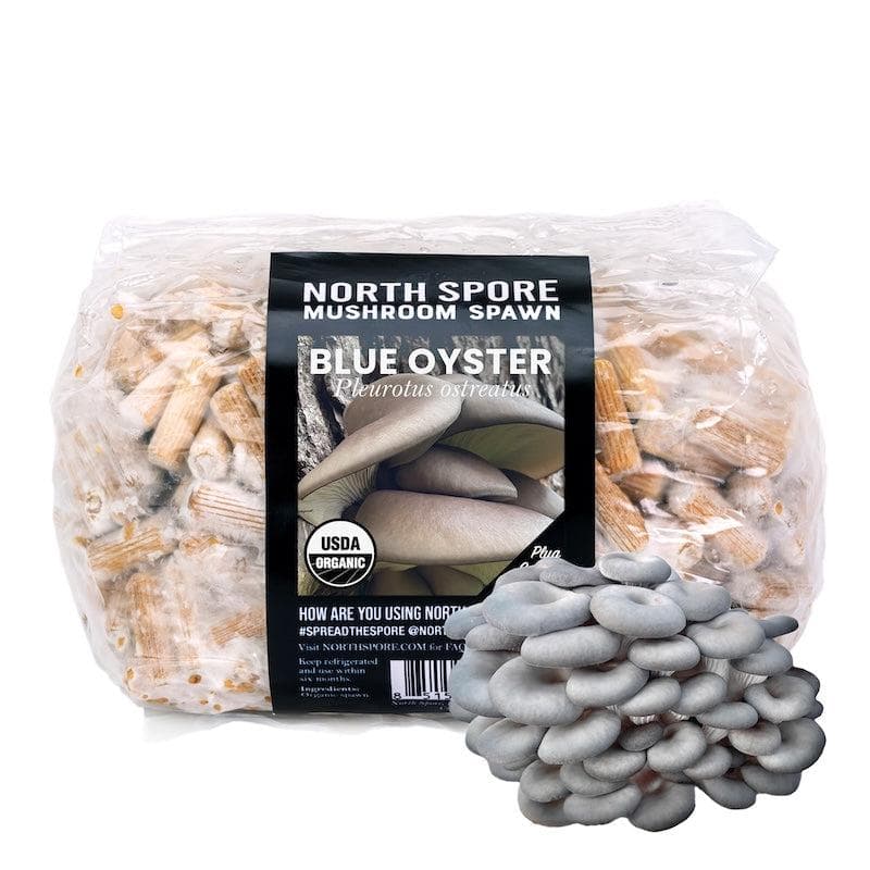 Organic Blue Oyster Mushroom Plug Spawn - Image 7