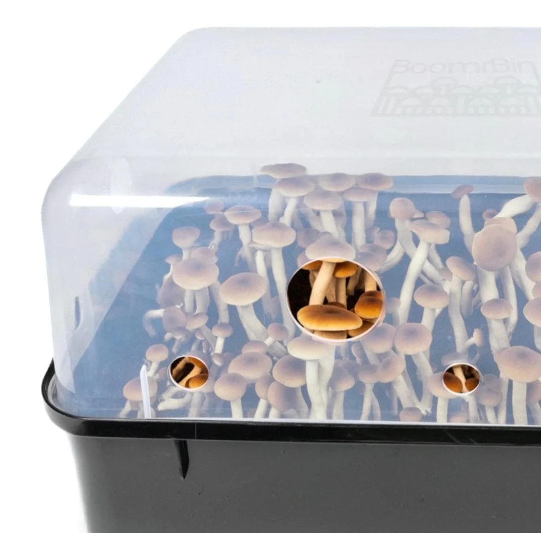 'Boomr Bin' Mushroom Monotub + Filters - Image 5