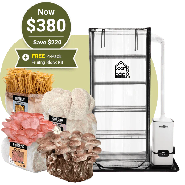 BoomRoom + 4 Fruiting Blocks Bundle