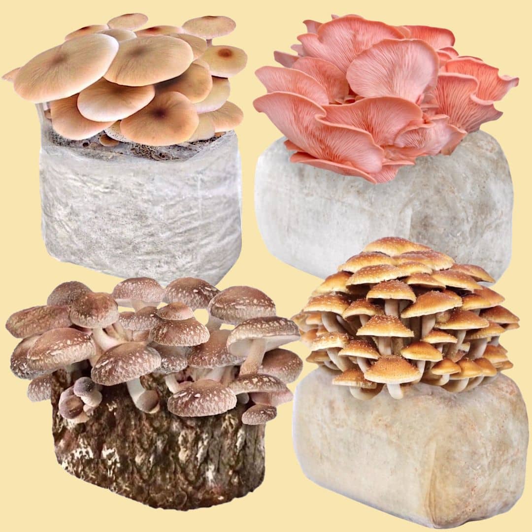 Build a Fruiting Block 4-Pack Bundle