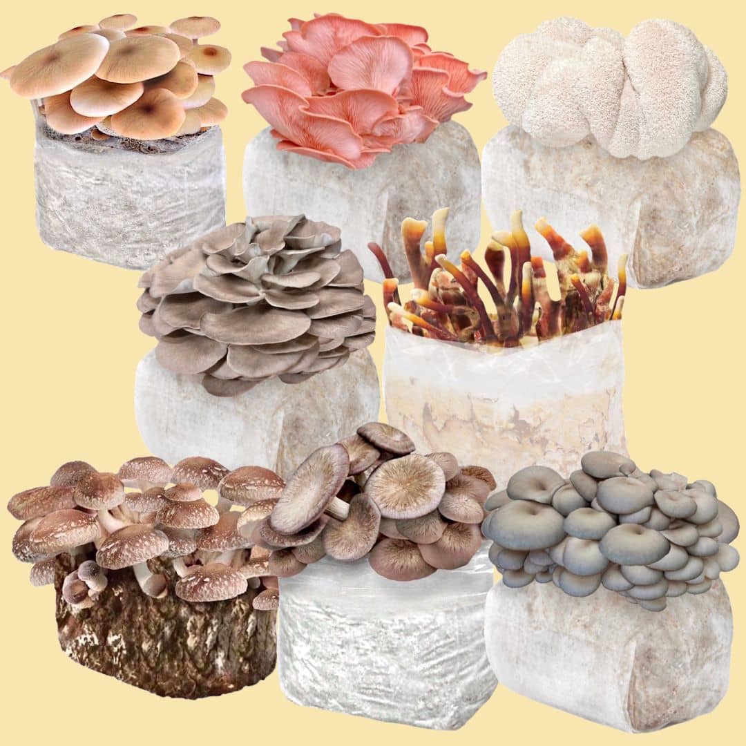 Build a Fruiting Block 8-Pack Bundle