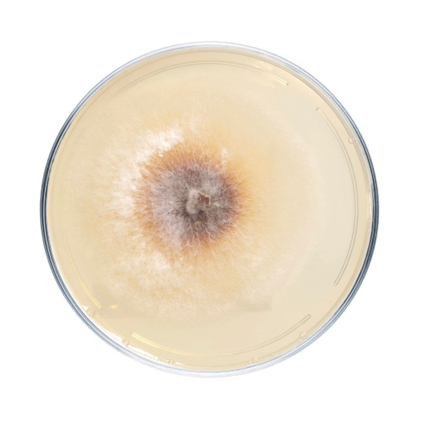 Chaga Mushroom Plate Culture - Image 4