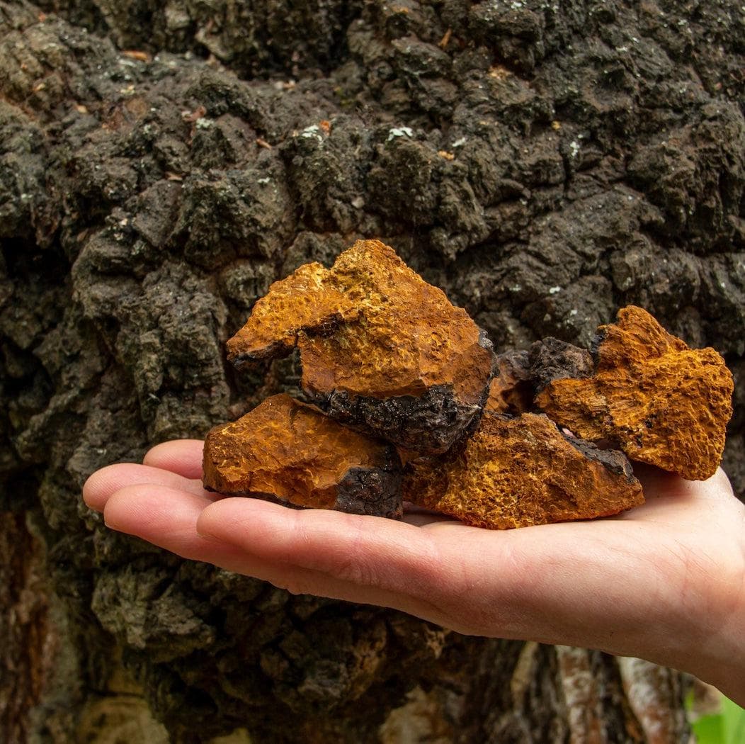 Organic Chaga Mushroom Tincture - Image 5